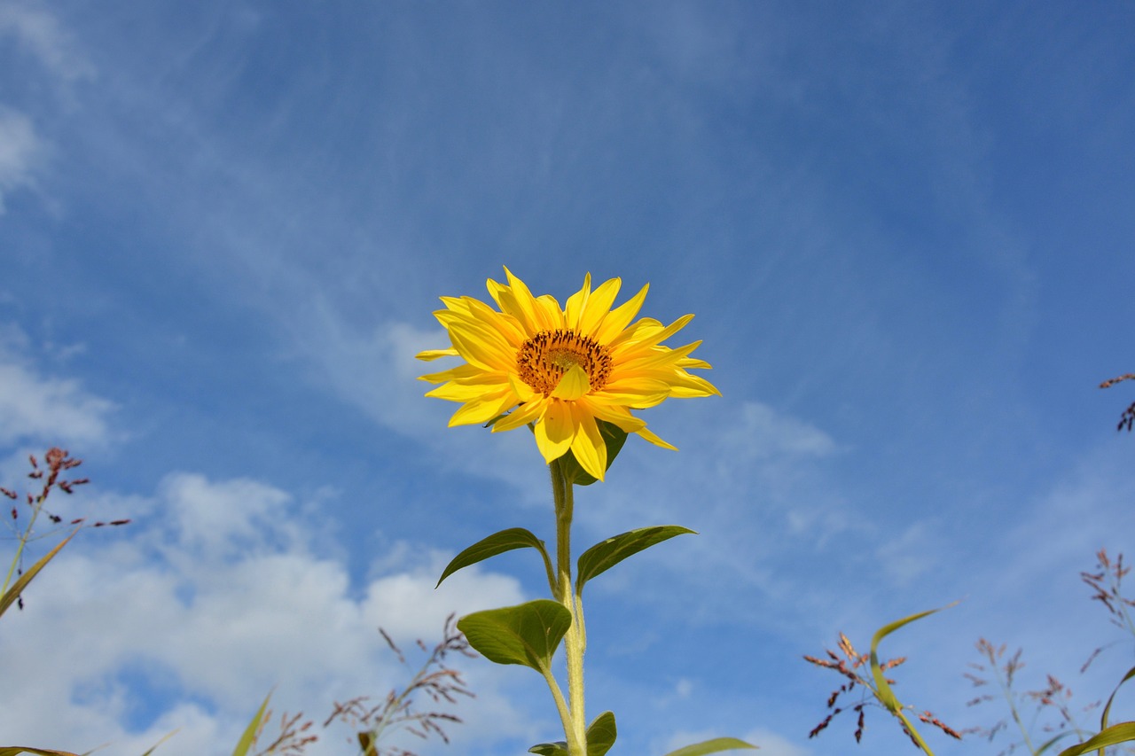 Image - flower sunflower plant yellow