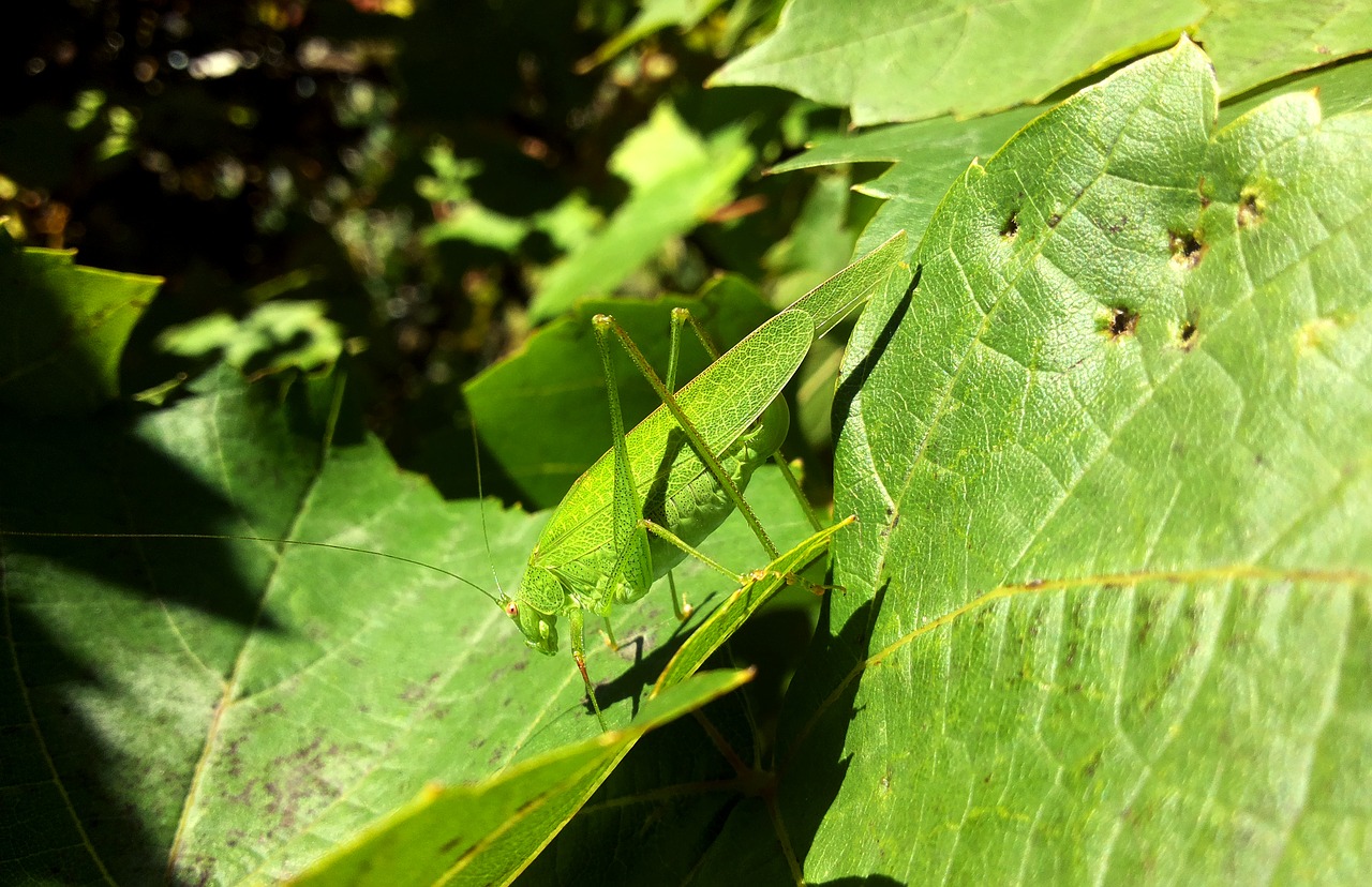 Image - grasshopper hopper green macro bug