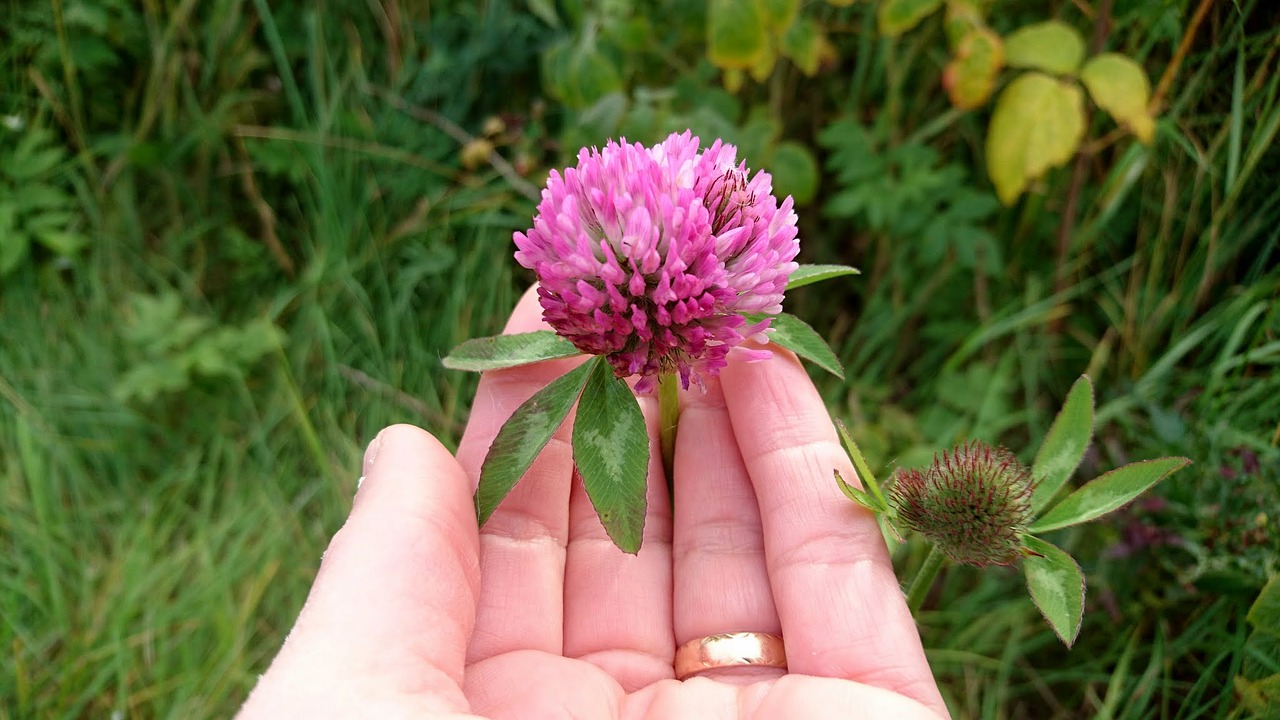 Image - summer flower wildflower red clover