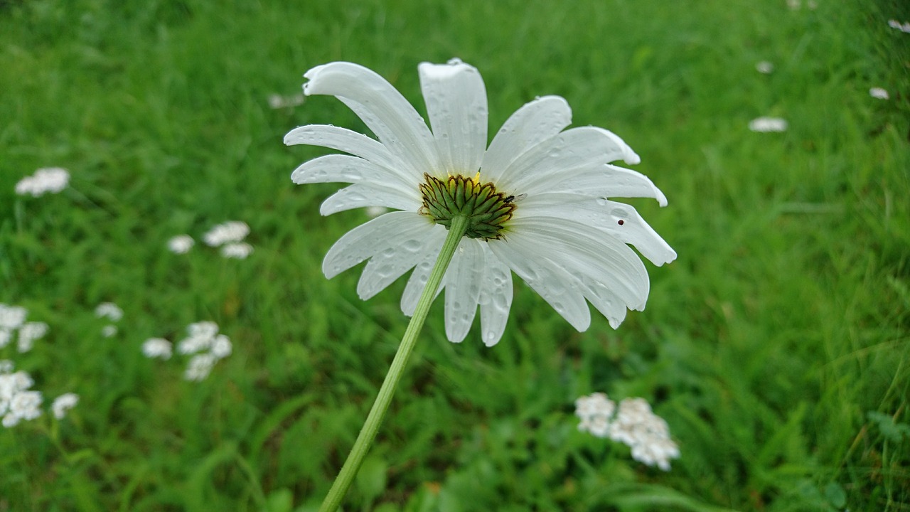 Image - daisy flower wildflower sweden