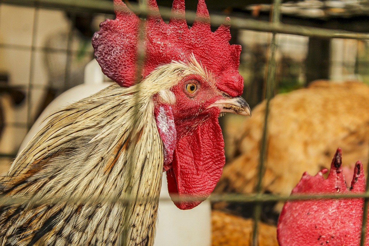 Image - cock poultry farm animal rooster