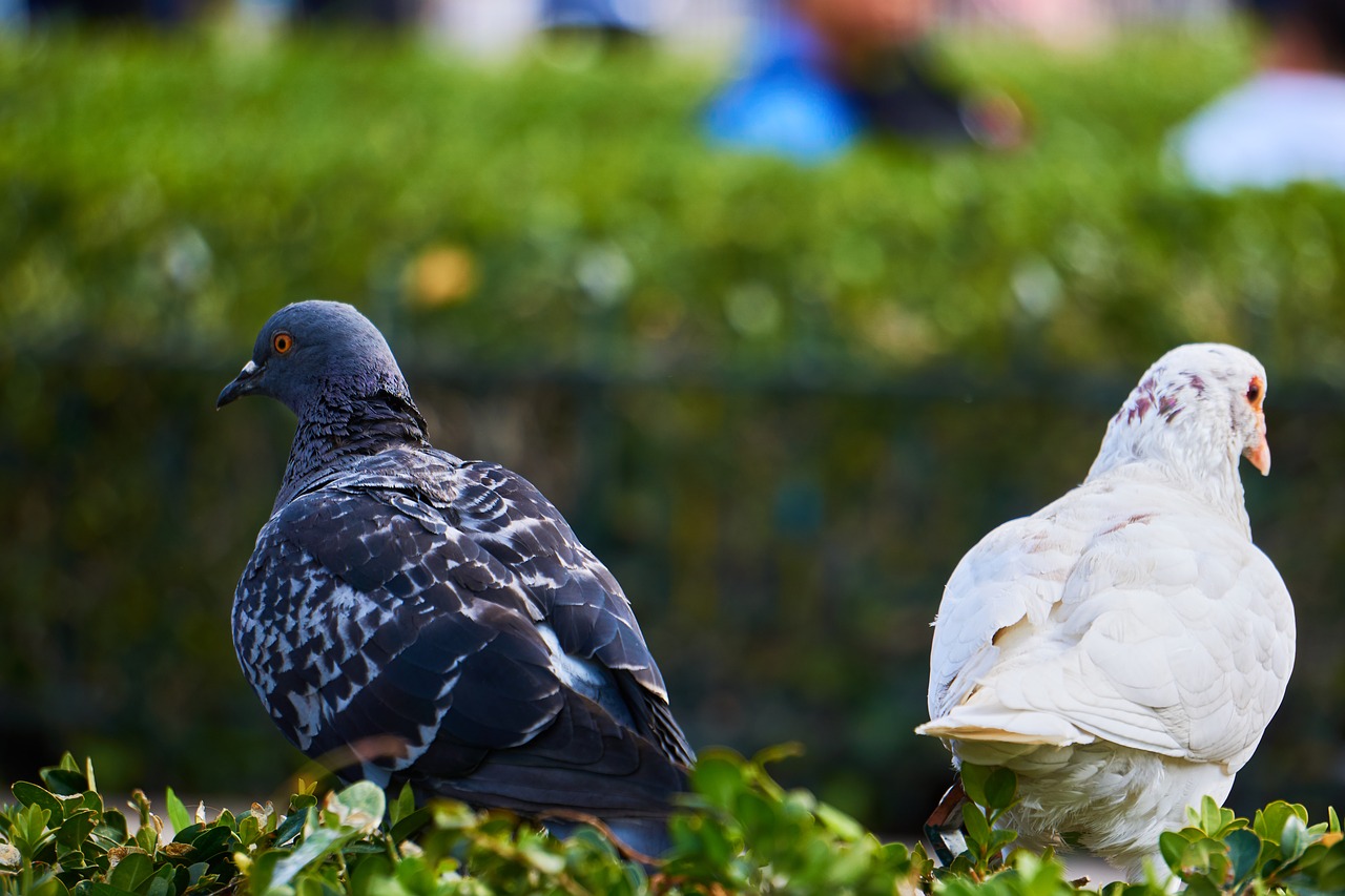 Image - pigeons differences opposites