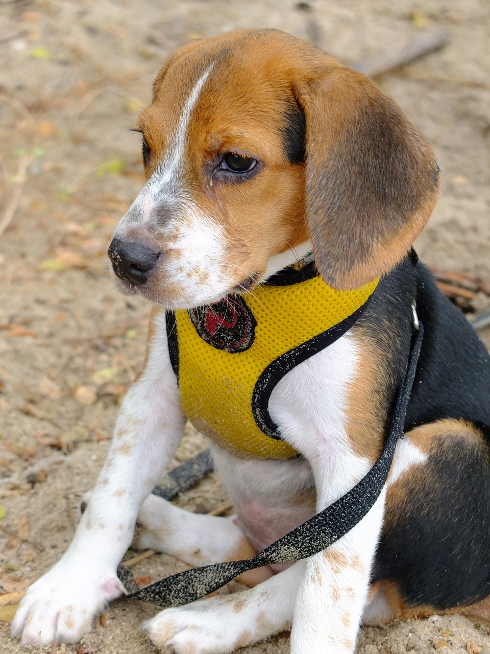 Image - view puppy seat wait