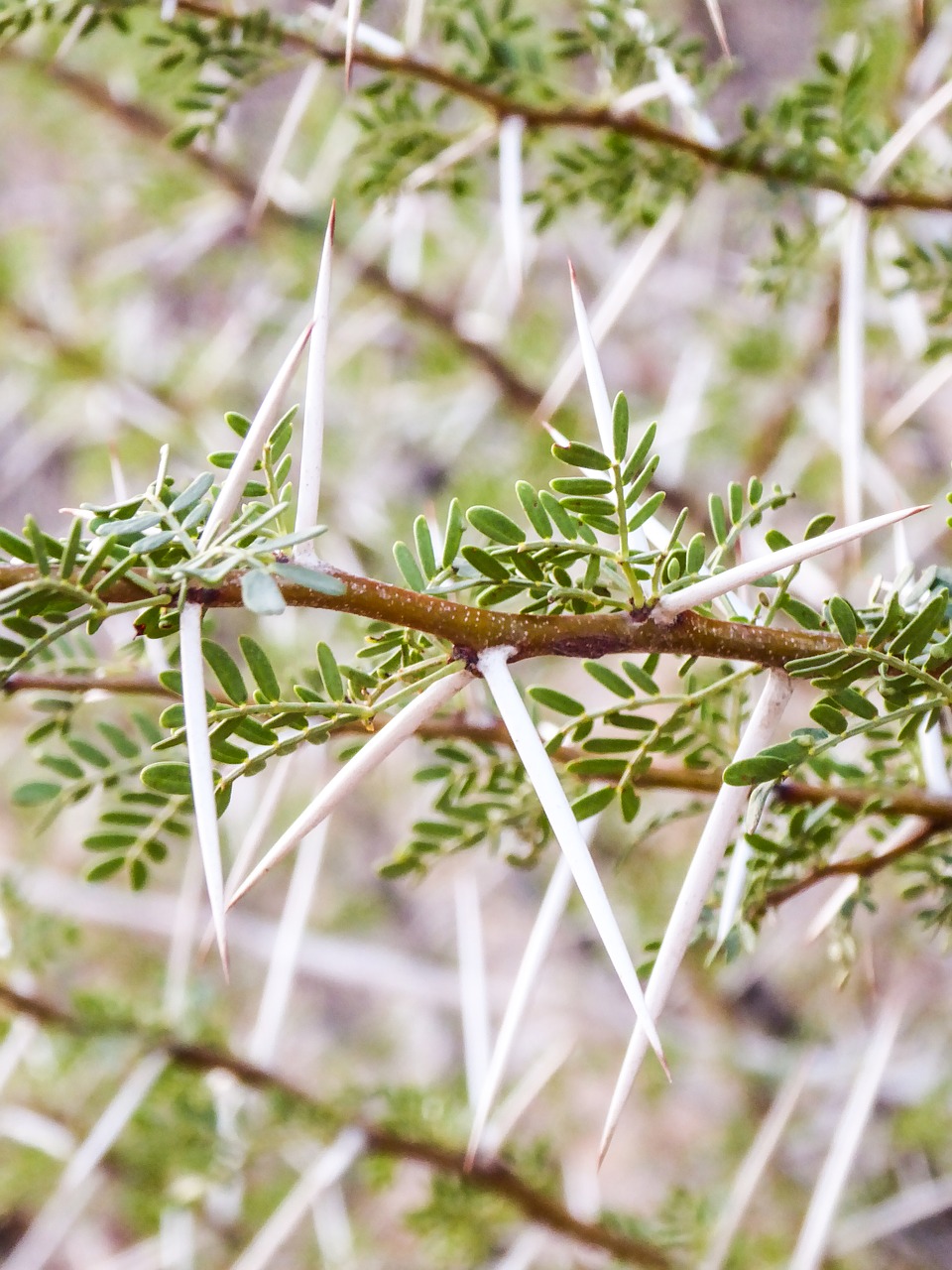 Image - plant exotic thorns sting pointed