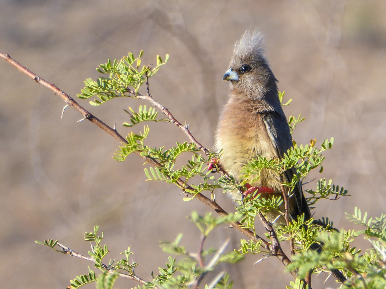 Image - bird parrot branch wilderness