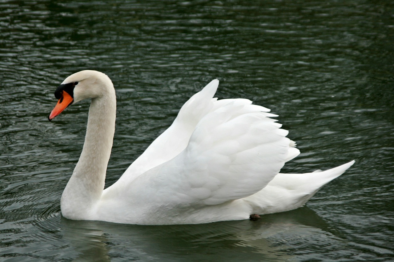 Image - swan swans water bird gooseneck