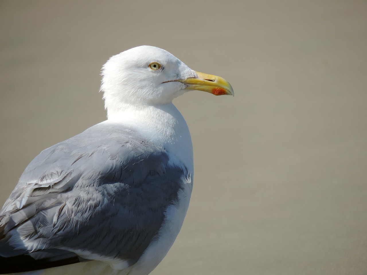 Image - seagull bird herring gull sand