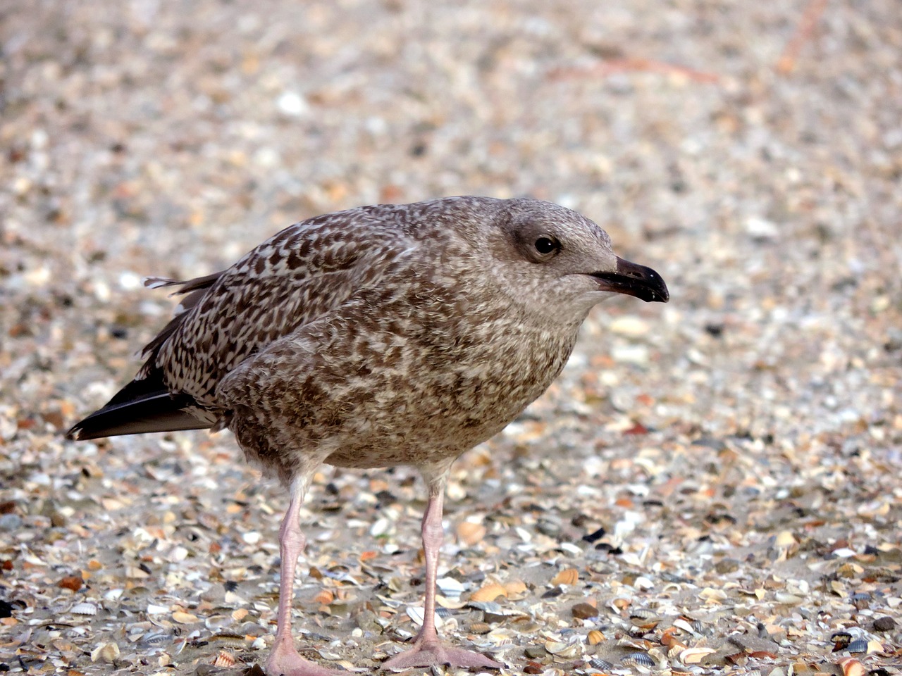 Image - seagull young bird bird animal