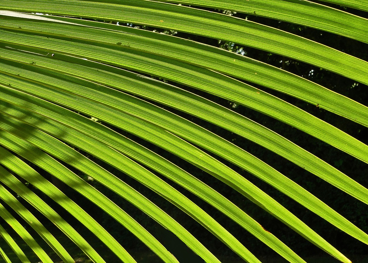 Image - palm leaf green tree foliage