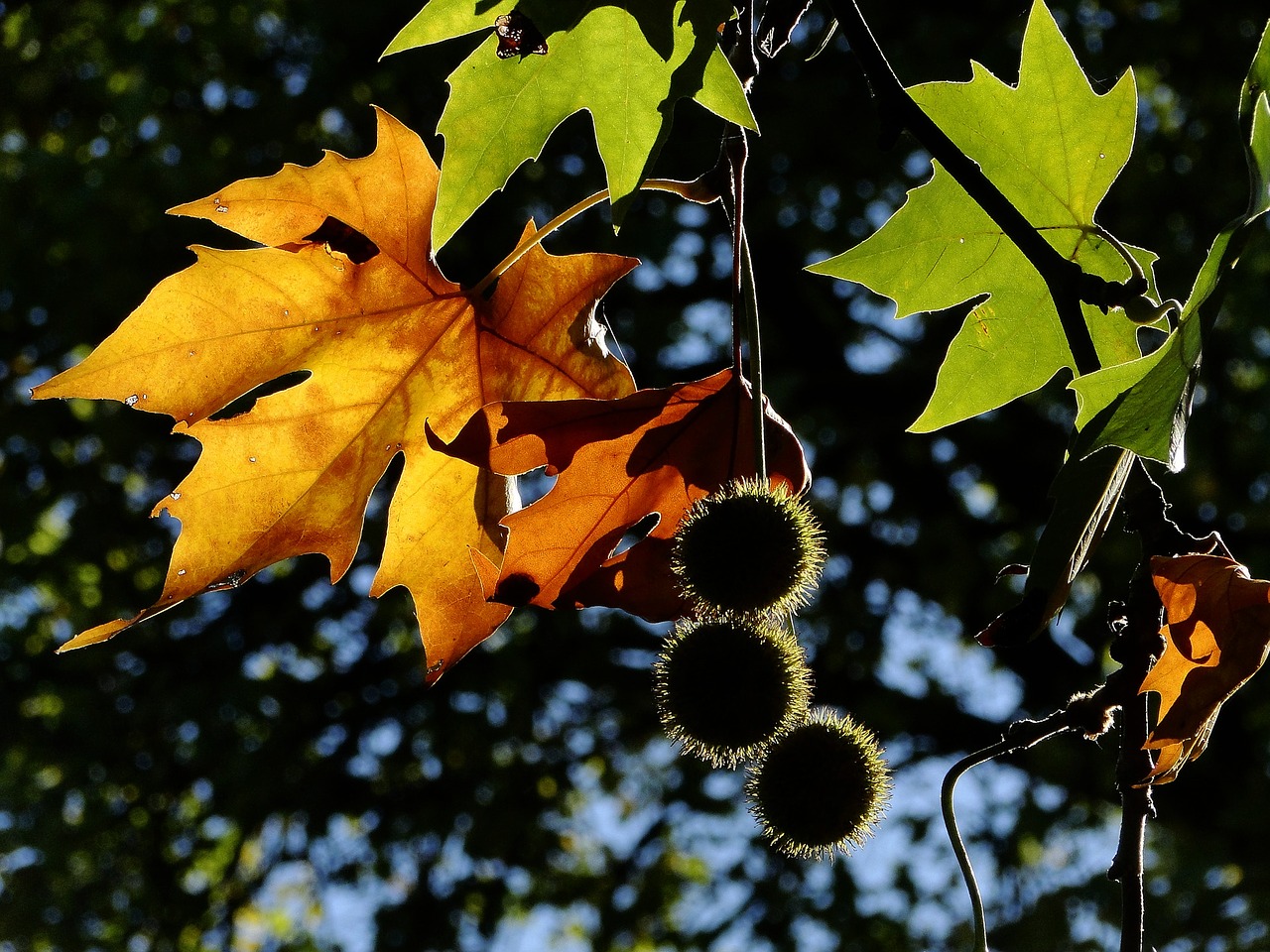 Image - leaf fall autumn leaf autumn leaves