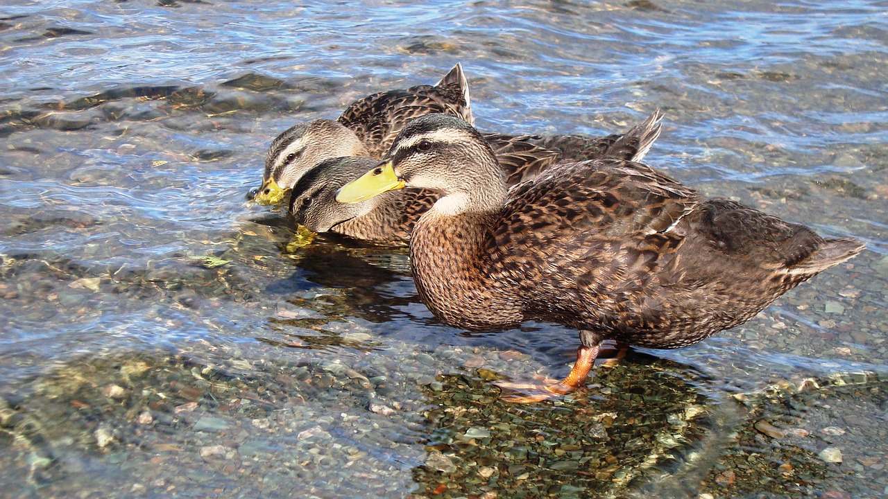 Image - duck drinking water bird