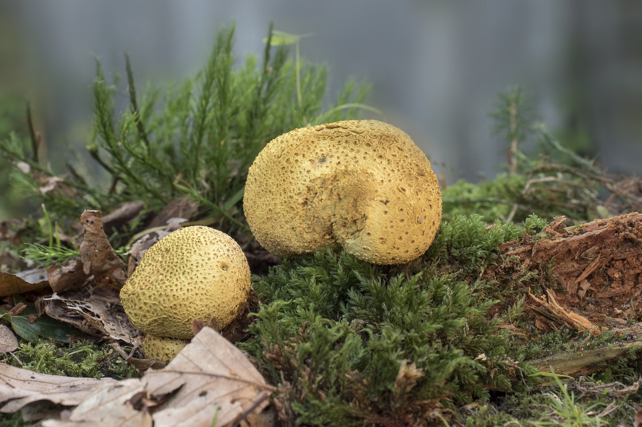 Image - mushroom citrinum bovist