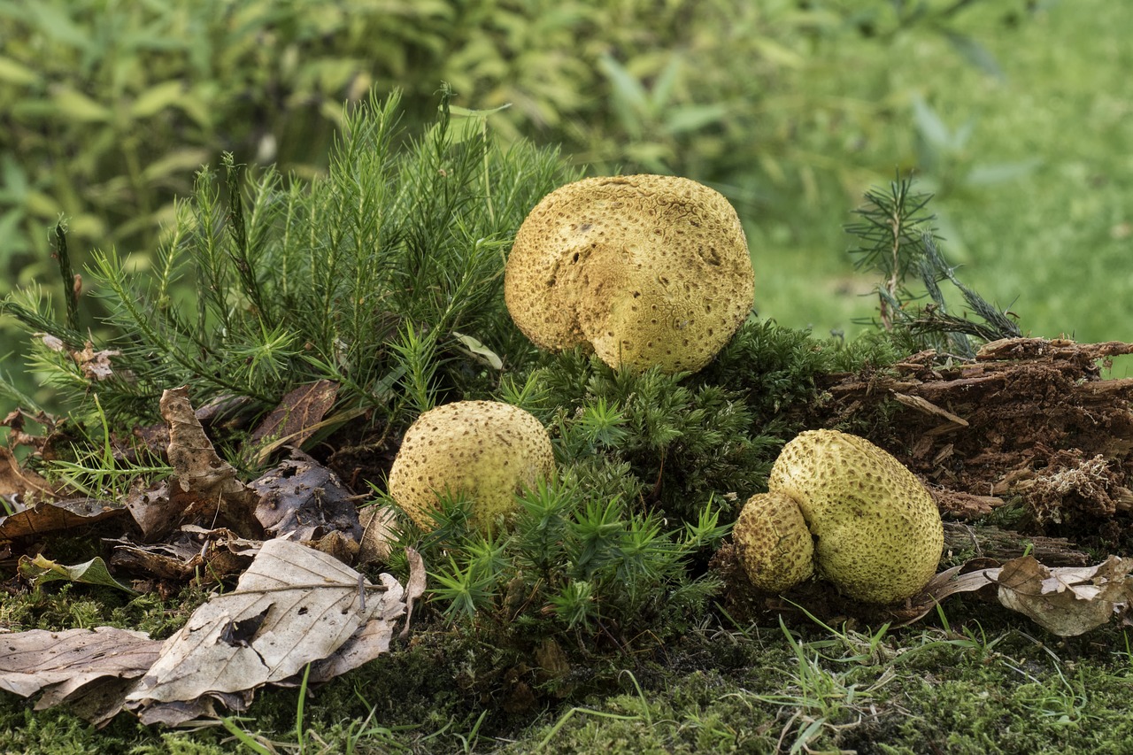 Image - mushroom citrinum bovist