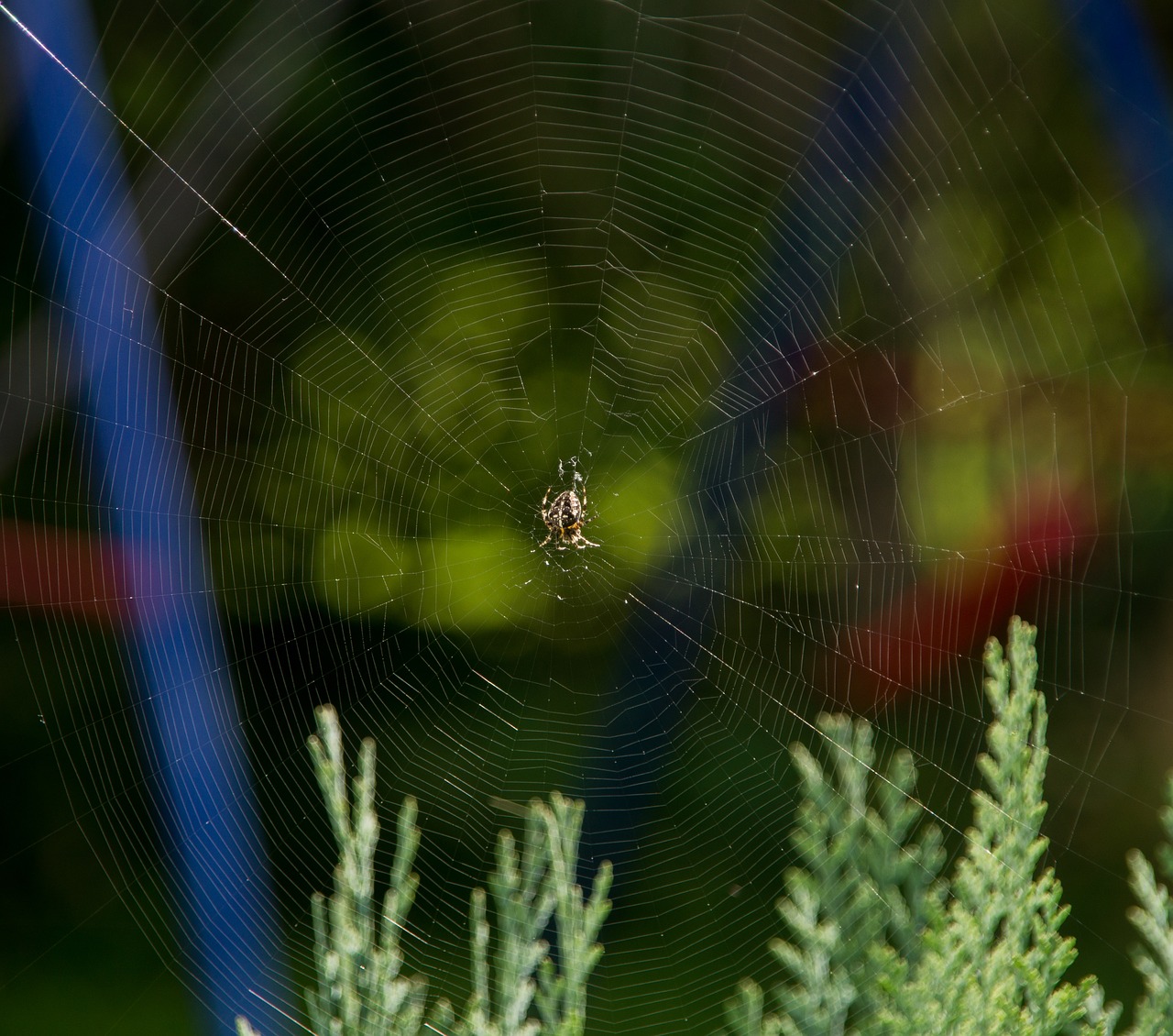 Image - cobweb spider insect close cobwebs