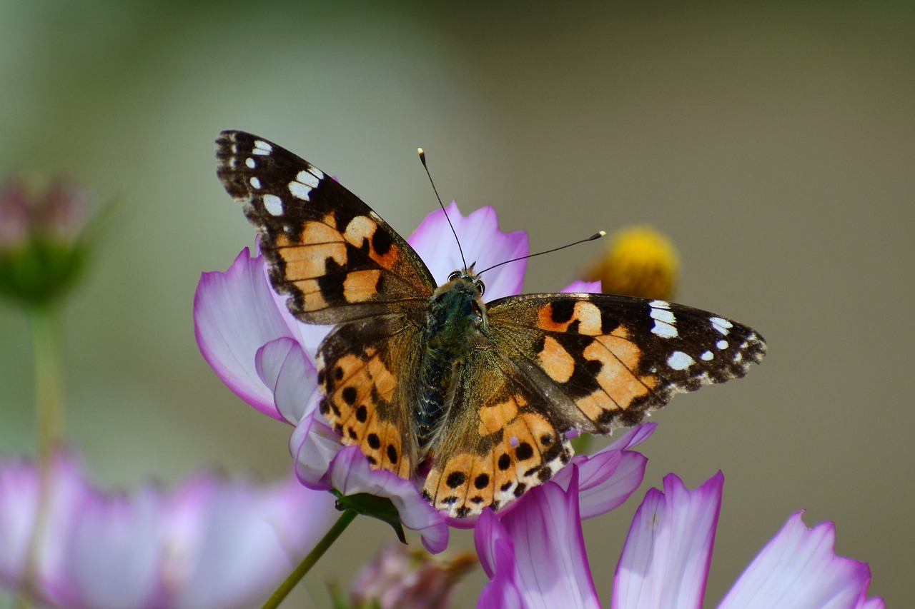Image - natural landscape plant flowers