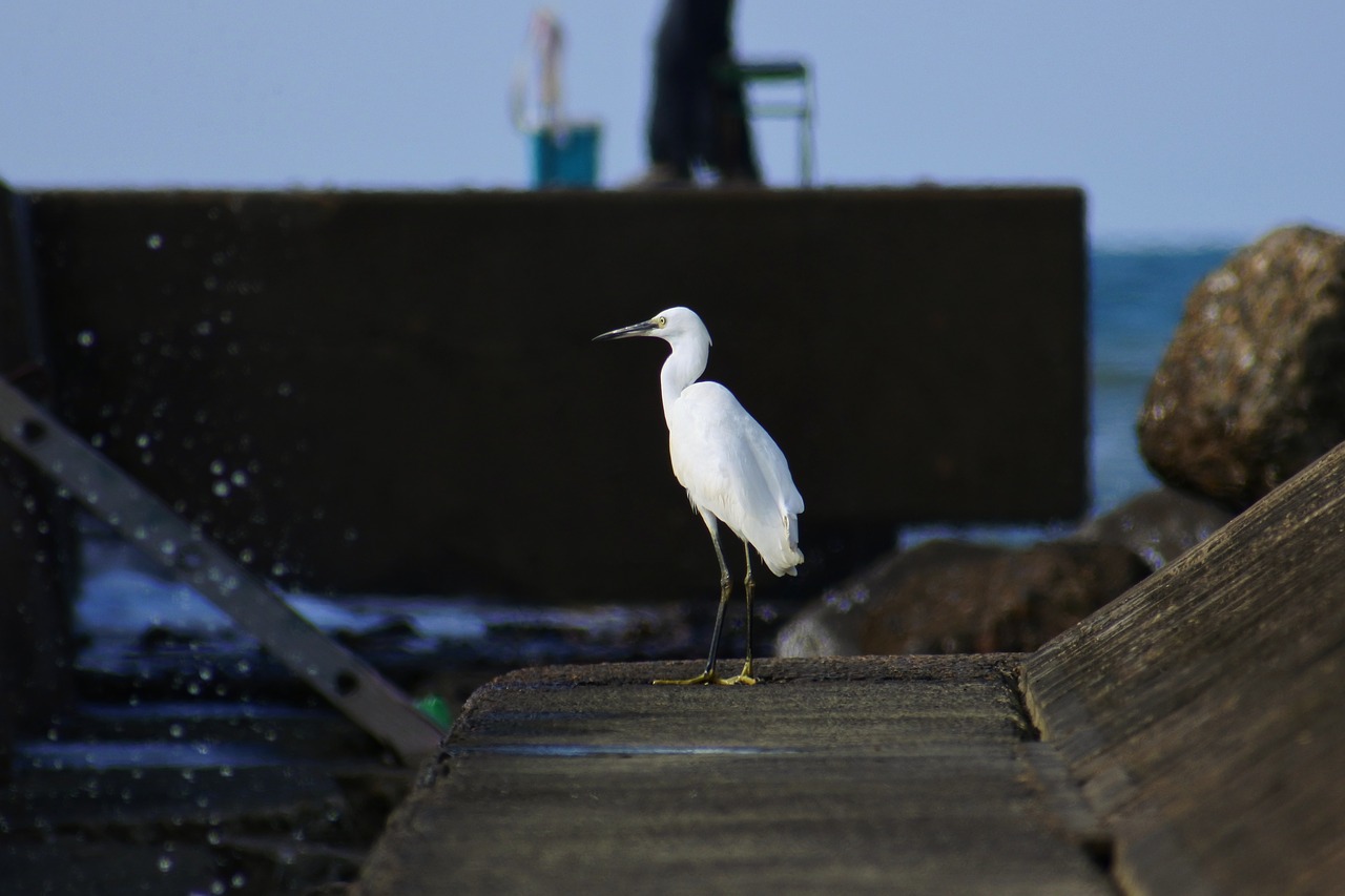 Image - animal sea river waterside