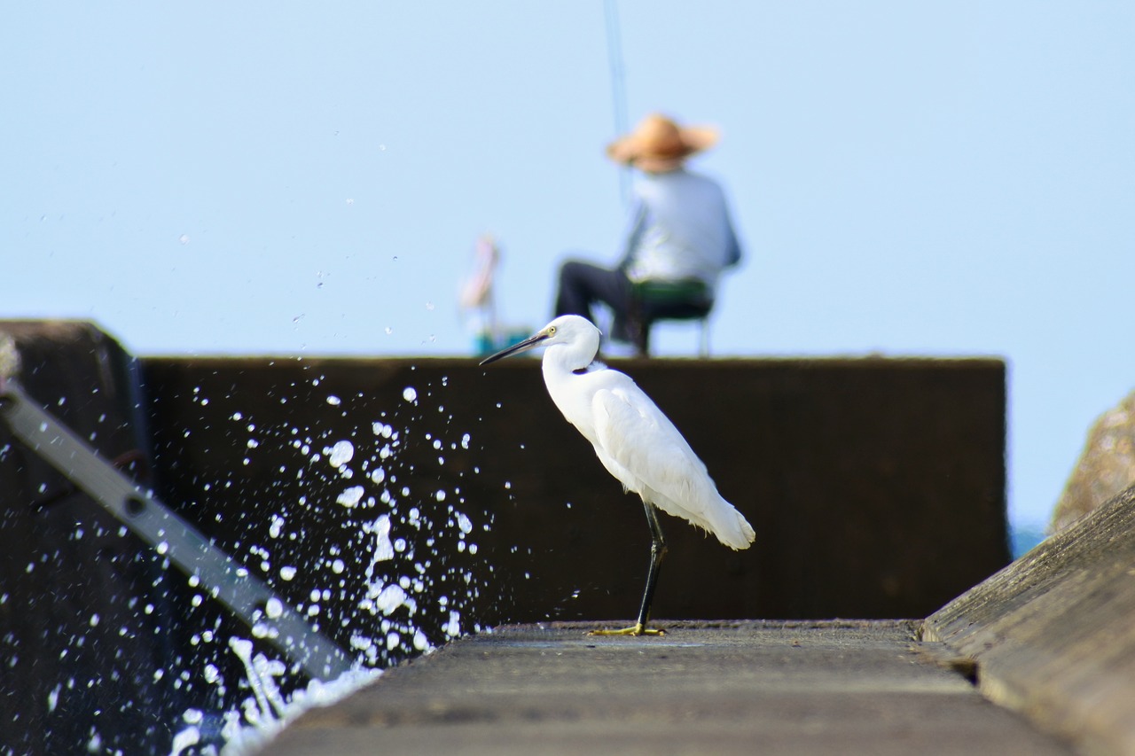 Image - animal sea river waterside wave