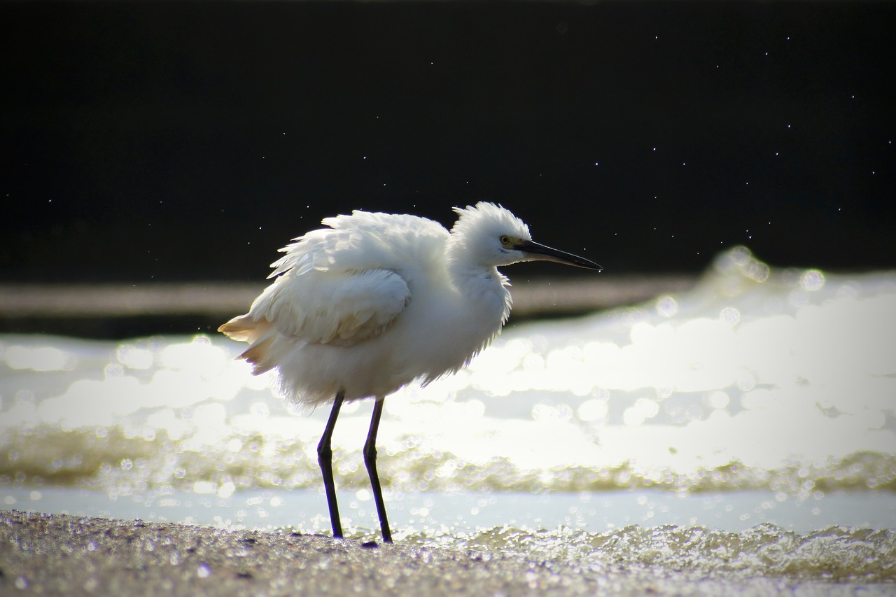 Image - animal sea river waterside