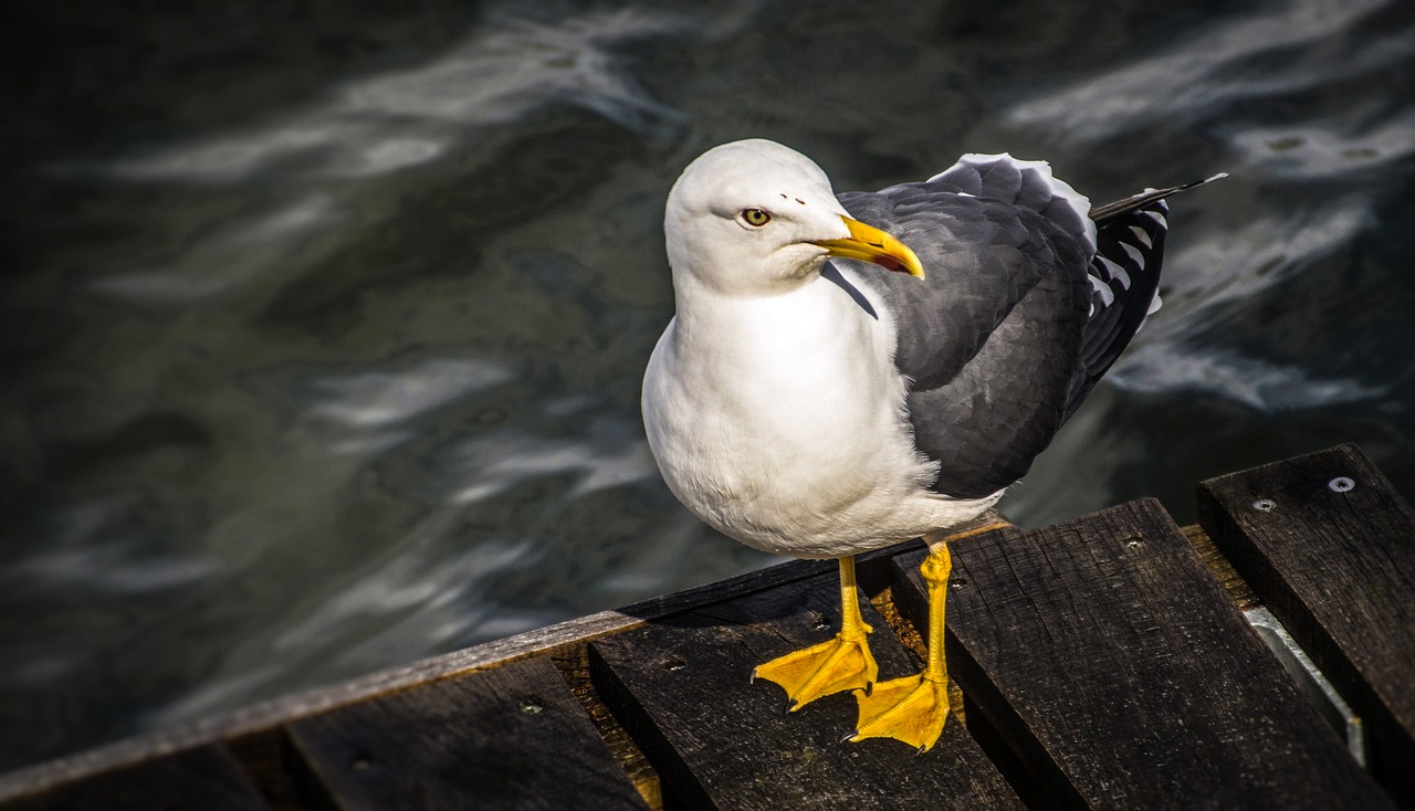 Image - bird seagull gull nature animal