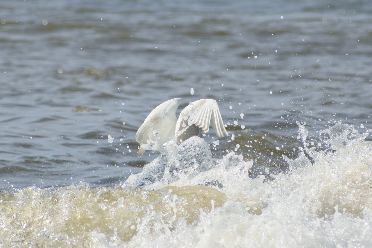 Image - animal sea river waterside wave