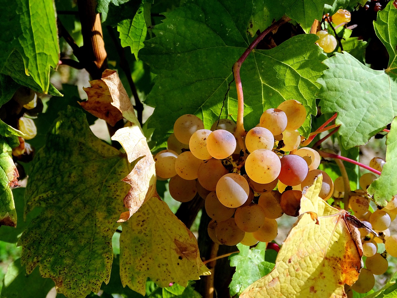 Image - grape cluster vine wine vintage