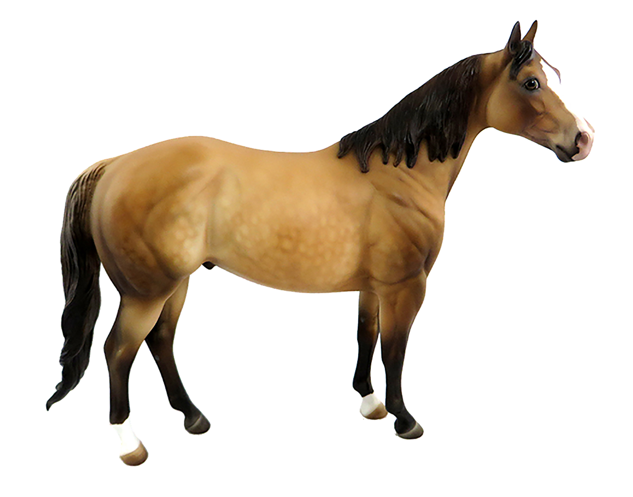 Image - horse brown isolated brown horse