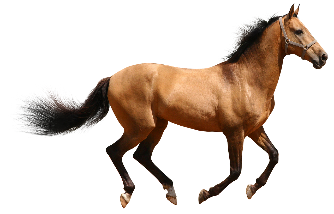 Image - horse brown isolated runs