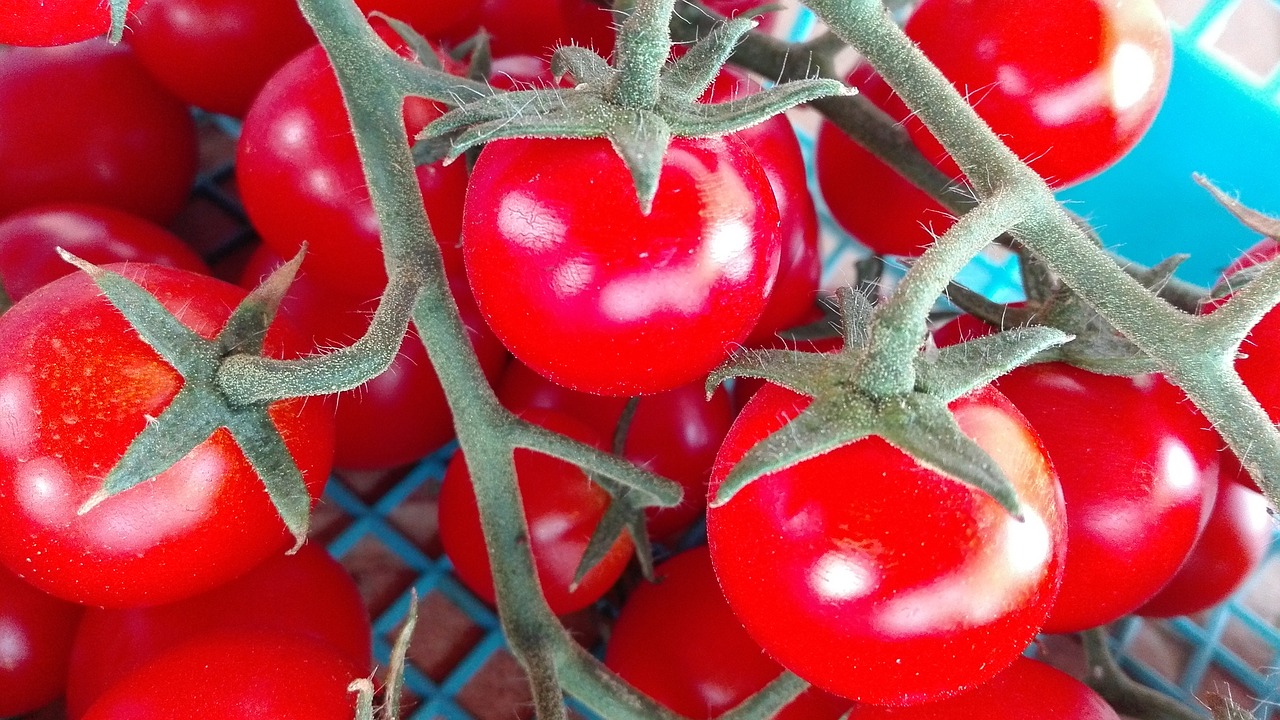 Image - tomato field nature