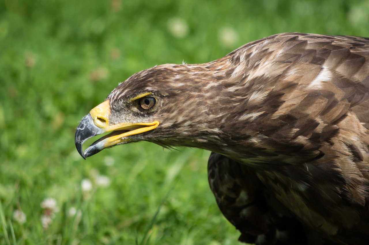 Image - adler raptor bird of prey portrait