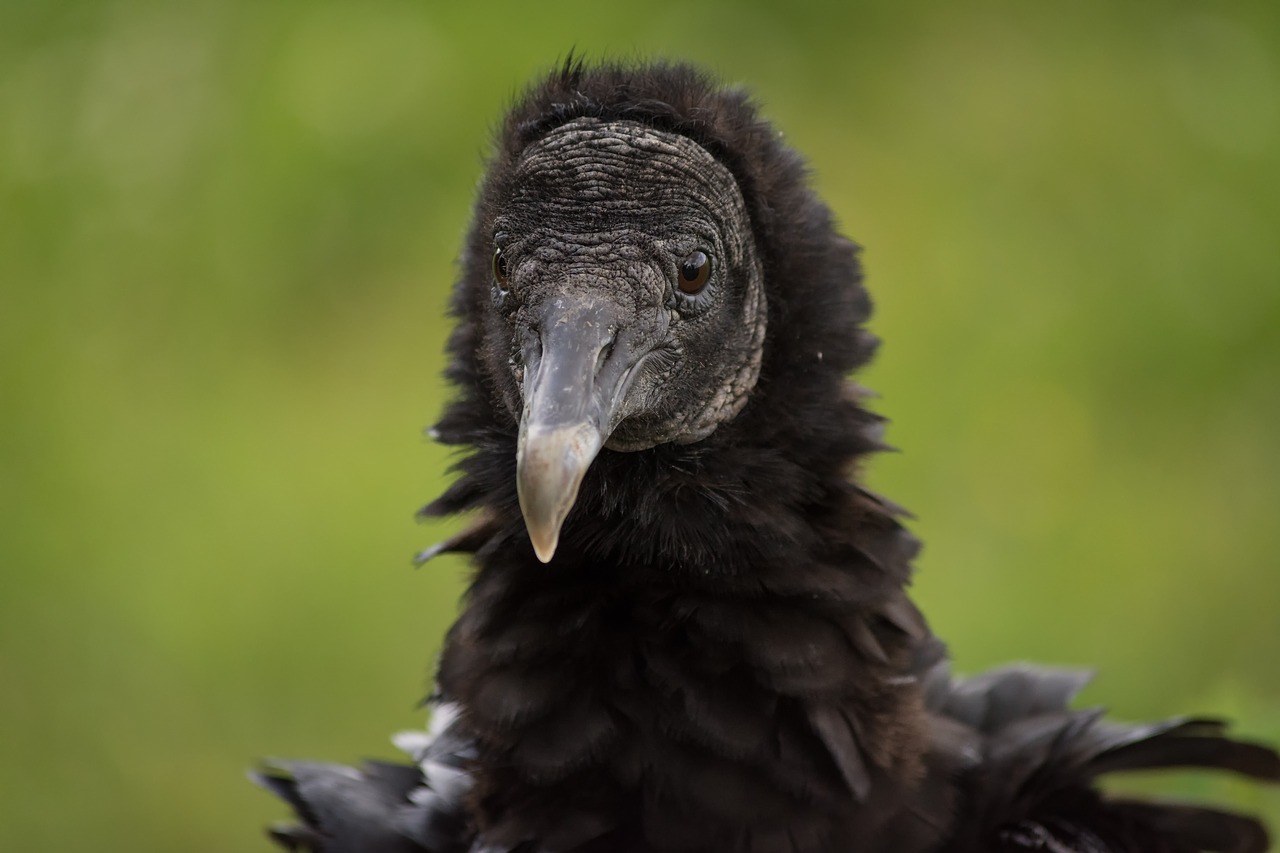 Image - vulture raptor bird of prey