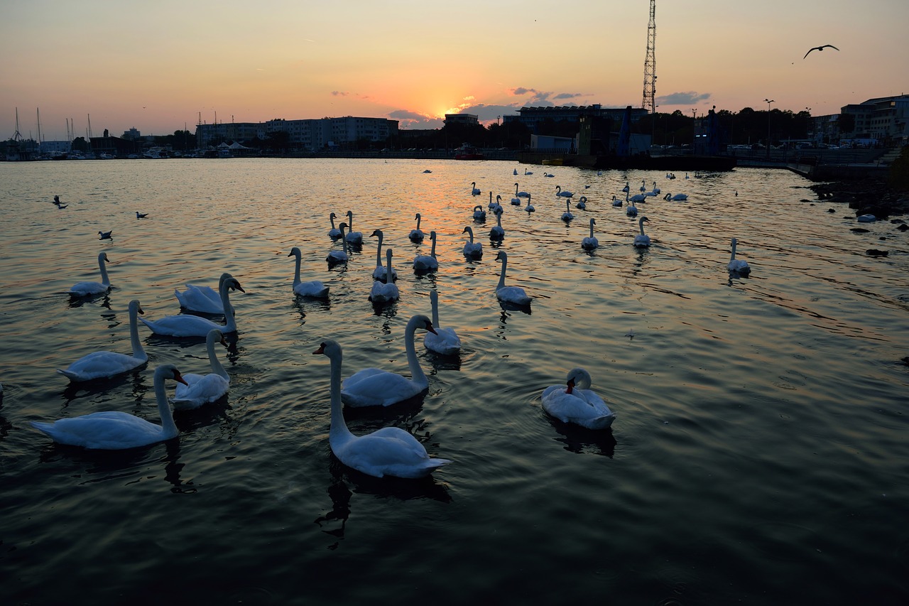 Image - thanks swans at the black sea sunset