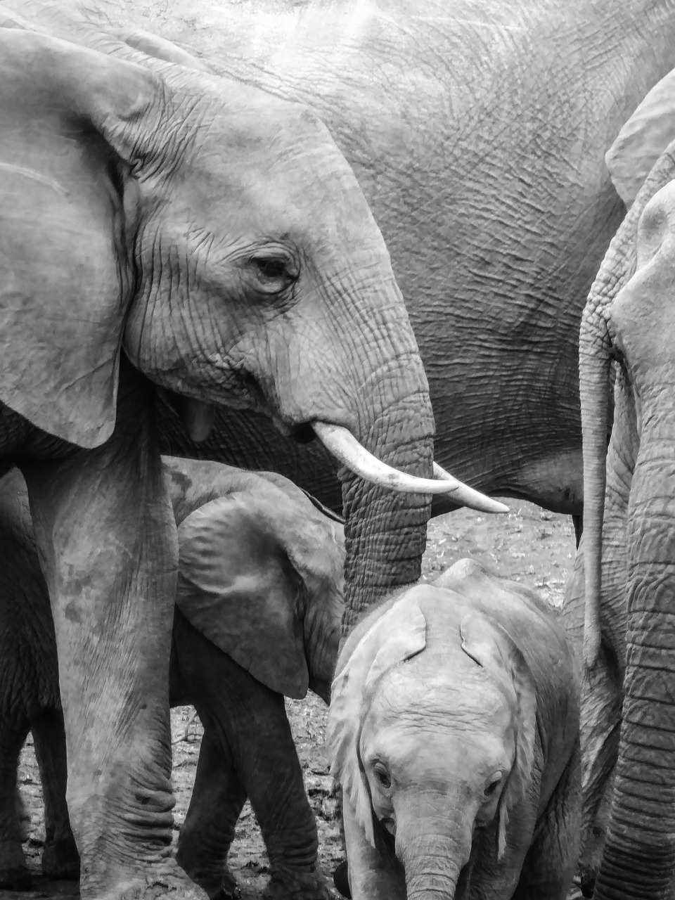 Image - elephant young baby elephant