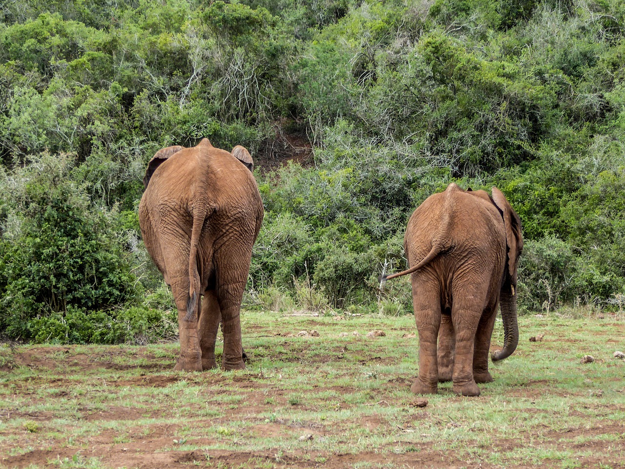 Image - elephant rump from the rear nature