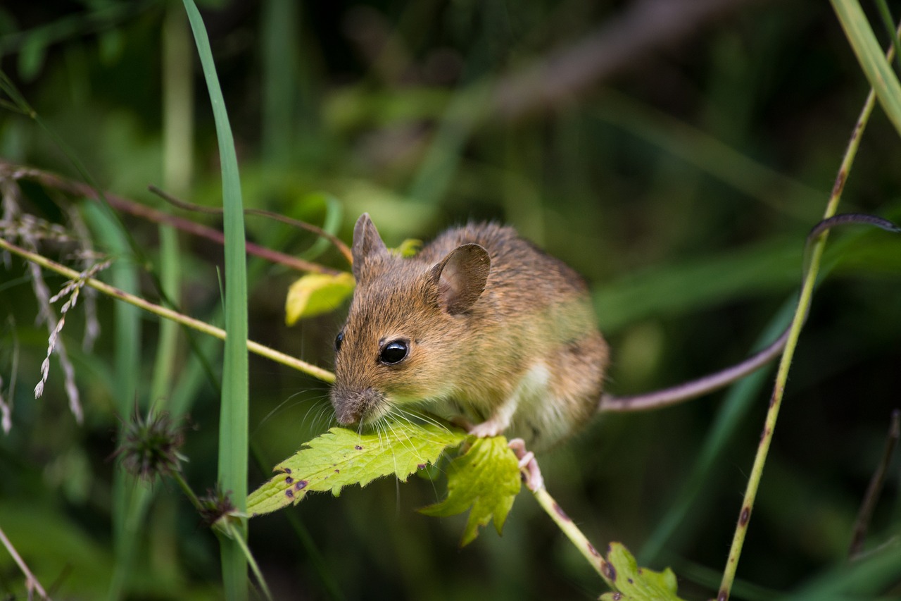 Image - mouse close fur nager mice