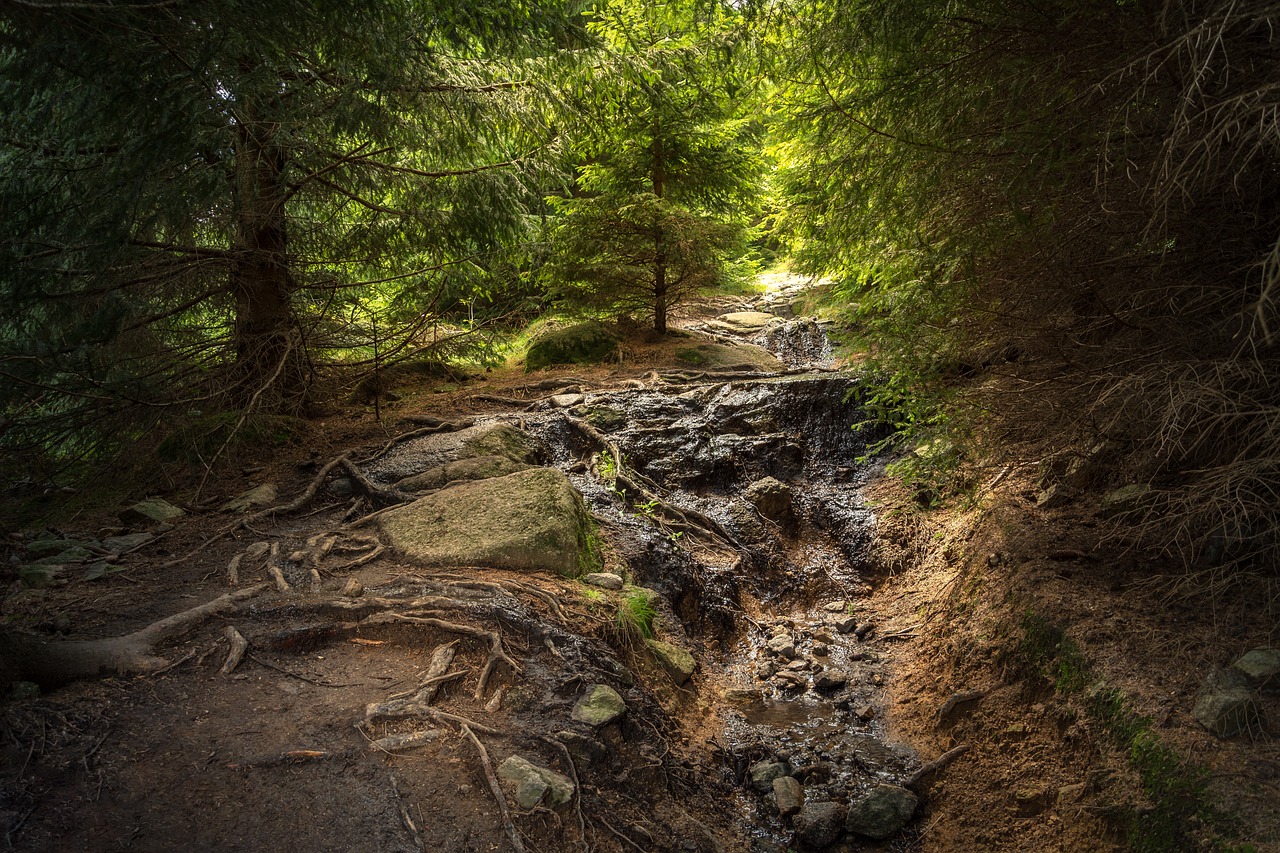 Image - forest resin boulder nature