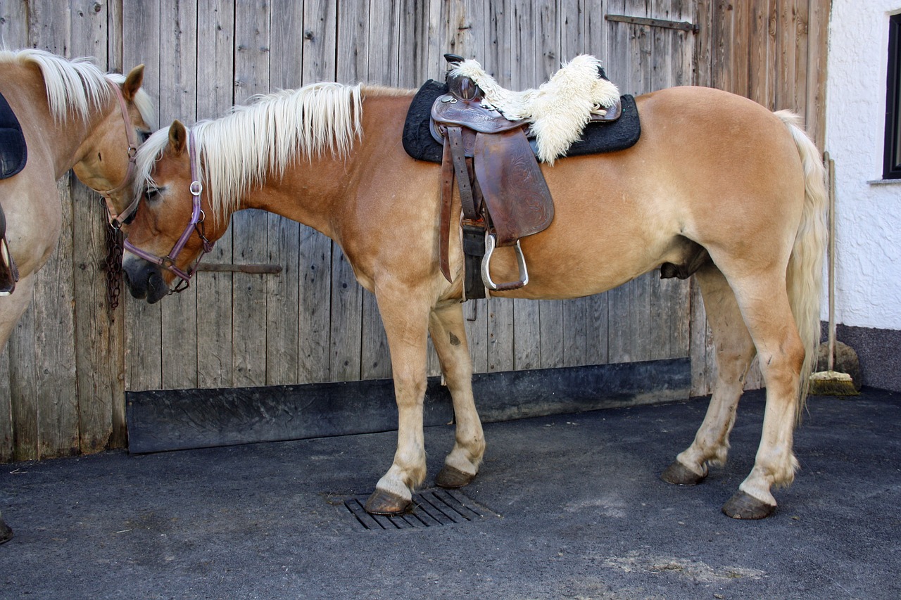 Image - horse haflinger nature