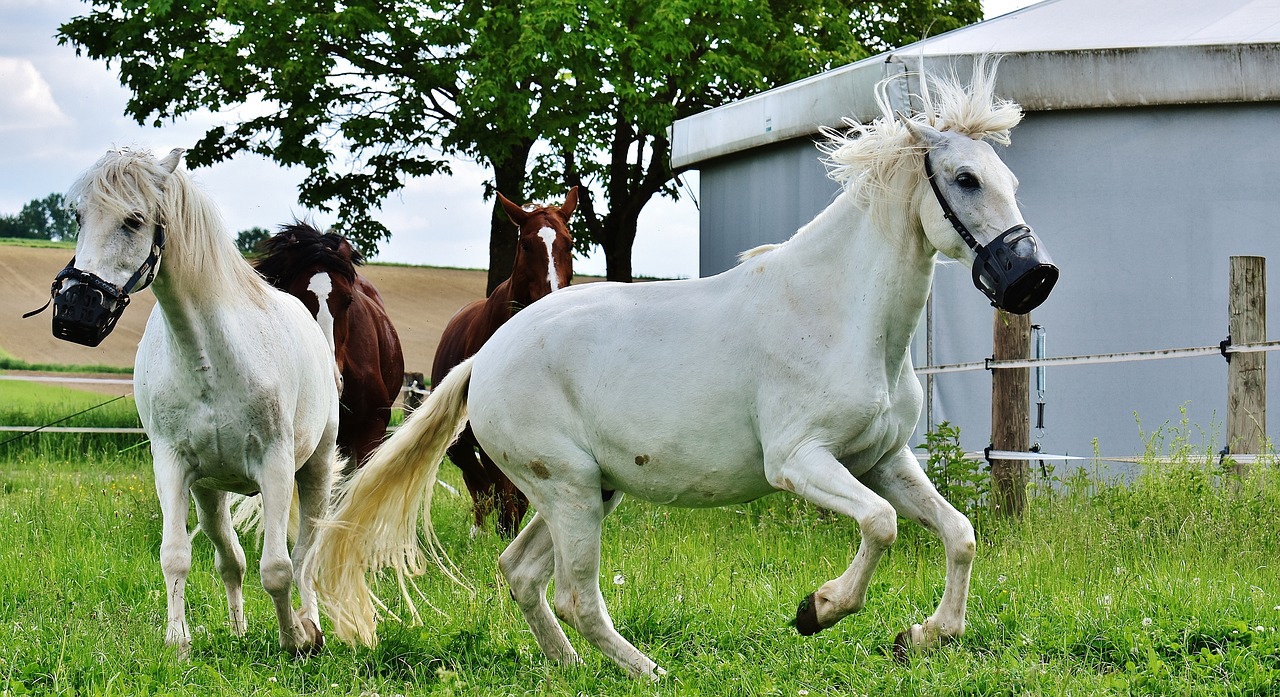 Image - mold horses romp wild play