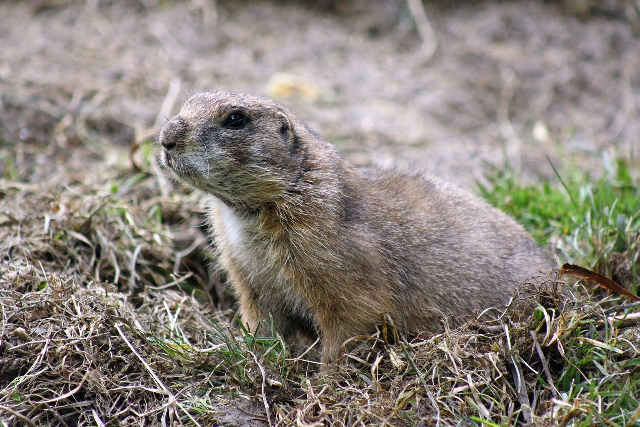 Image - marmot nature rodent alpine