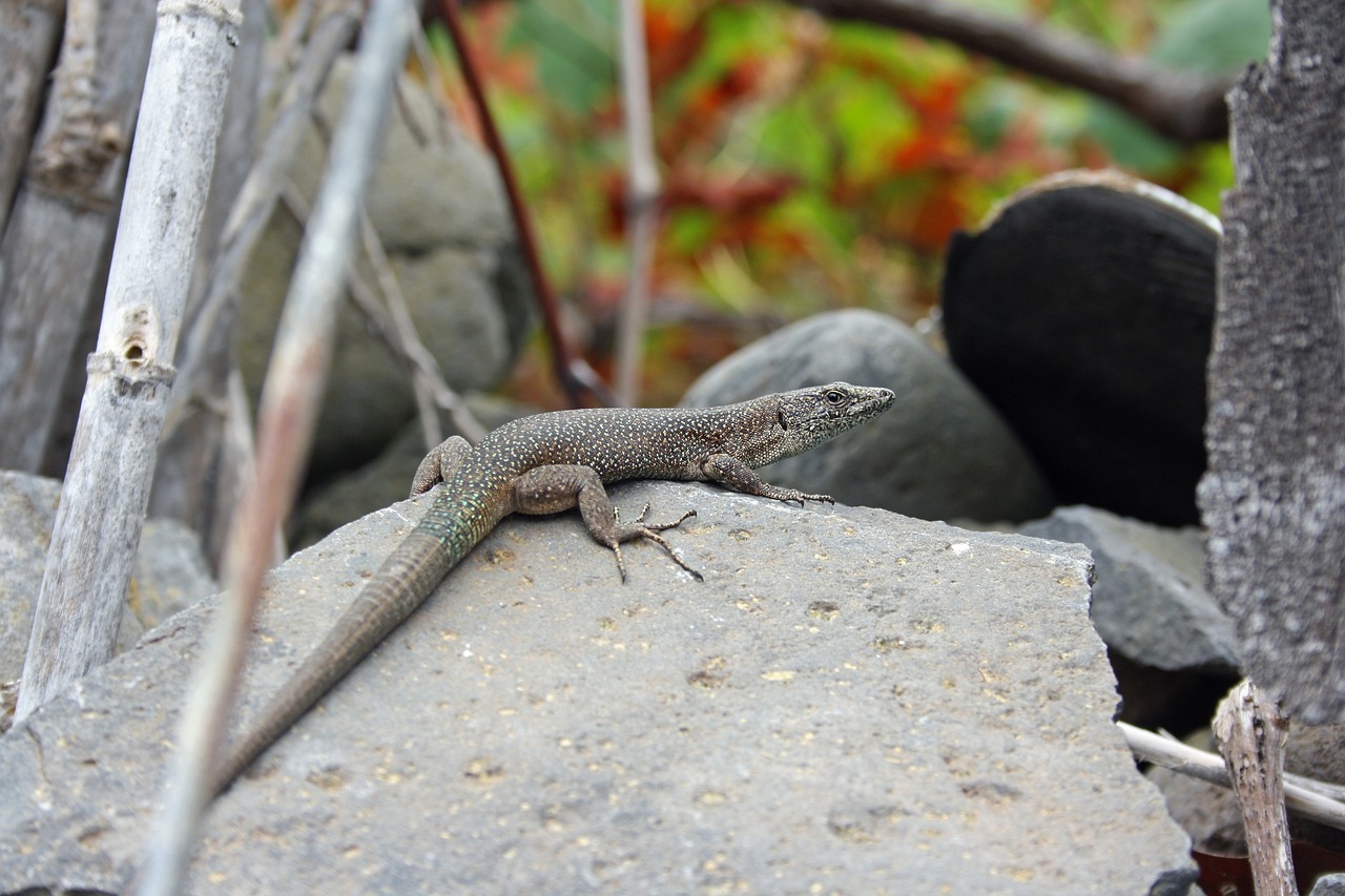 Image - lizard madeira nature