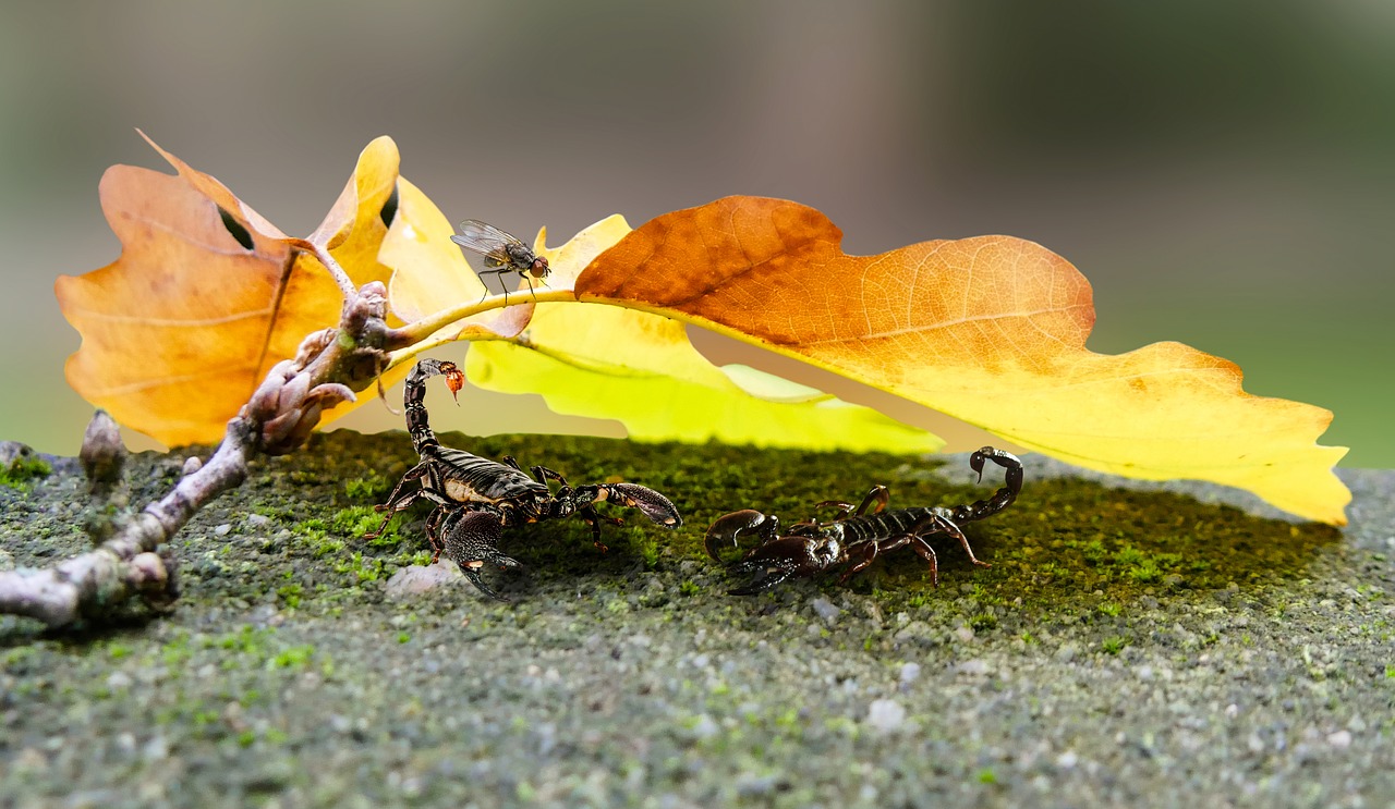 Image - nature animals scorpions leaf