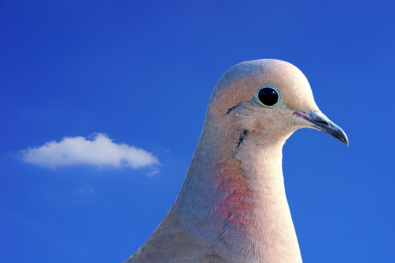 Image - dove city pigeon collared bird