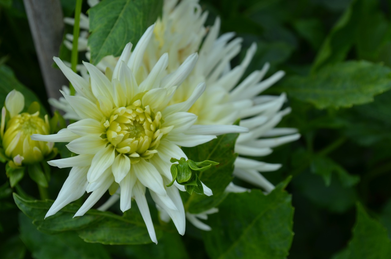 Image - dahlia playa blanca cactus dahlia