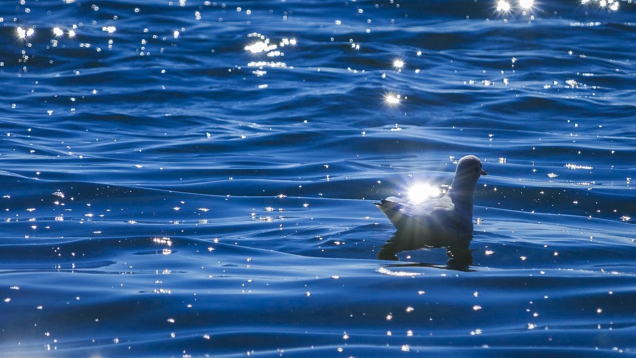 Image - lake constance seagull on the water