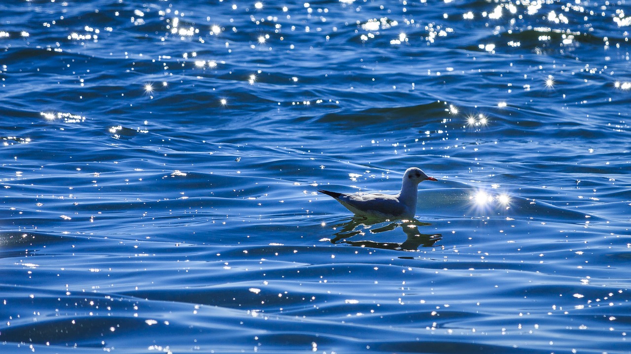 Image - lake constance seagull on the water