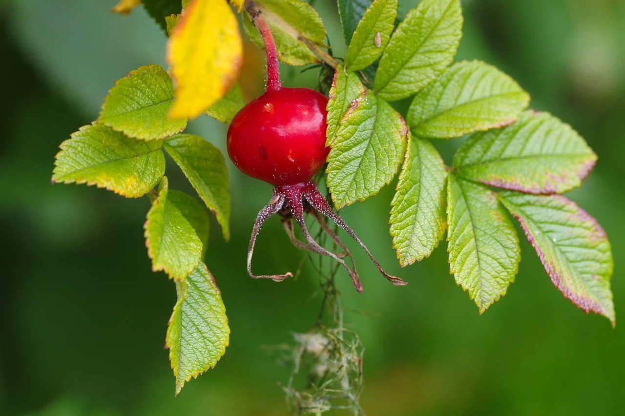 Image - herb rose hip plant autumn green