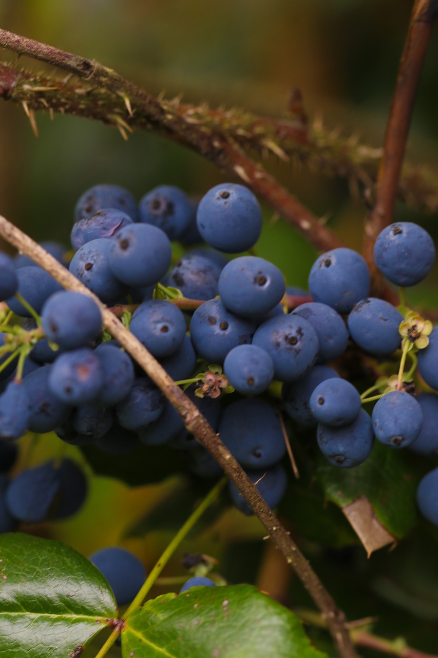 Image - berry blue nature autumn fall