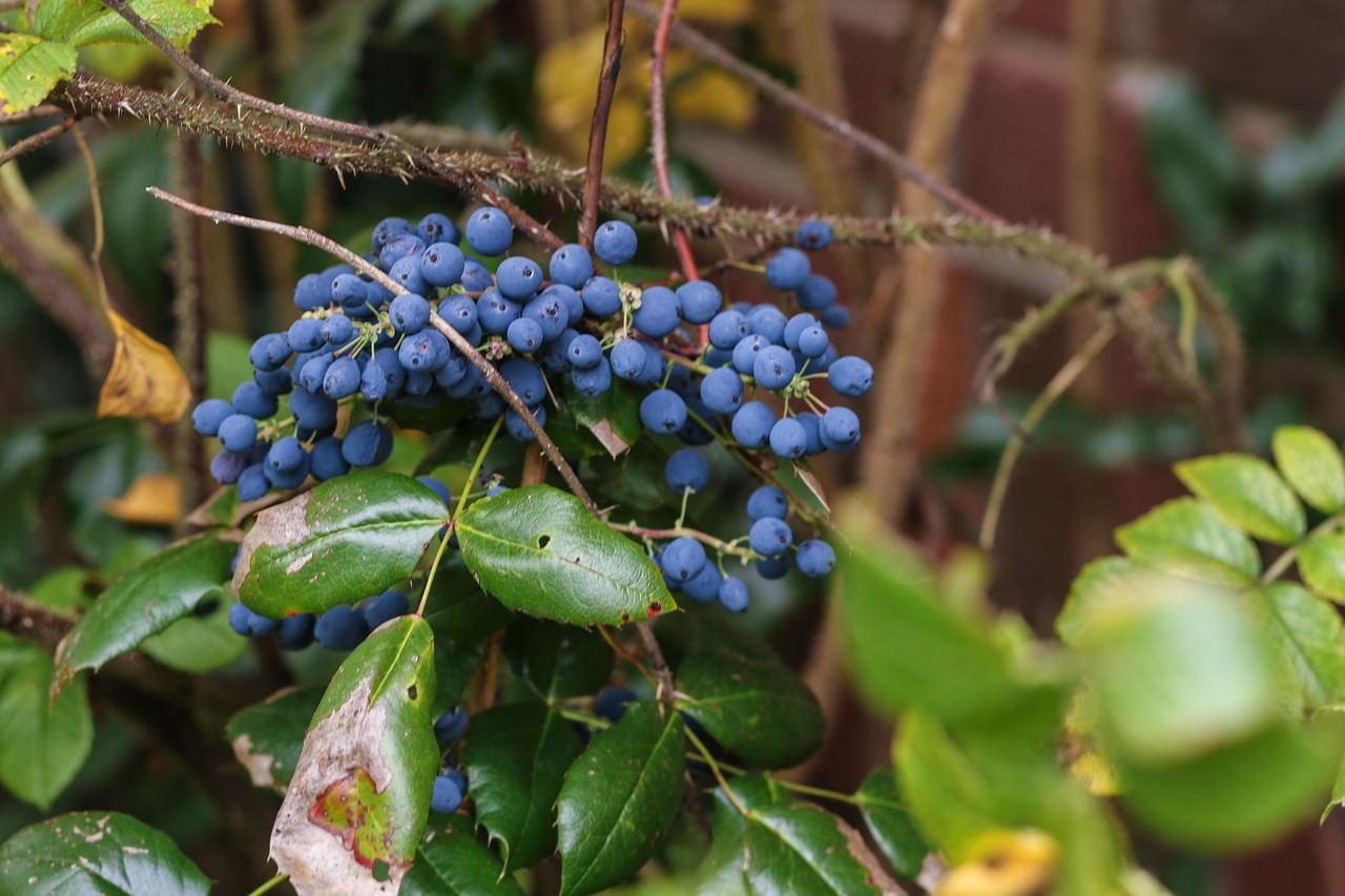 Image - berry blue leaves green nature