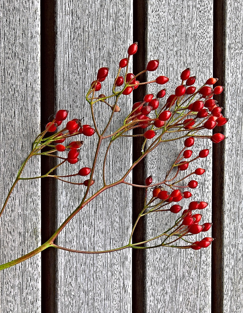 Image - rose hip dog rose fruits red small