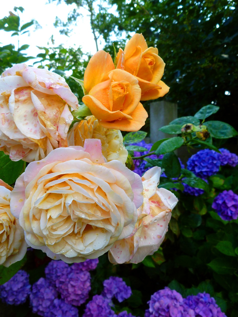 Image - roses flowers hydrangeas blossom