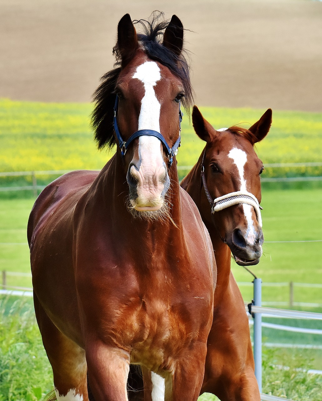 Image - horses for two coupling stallion